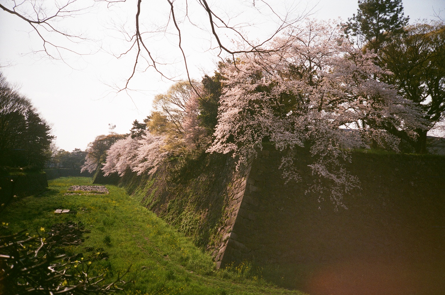 名古屋城【外堀の石垣と桜】LOMO LC-Aで撮影