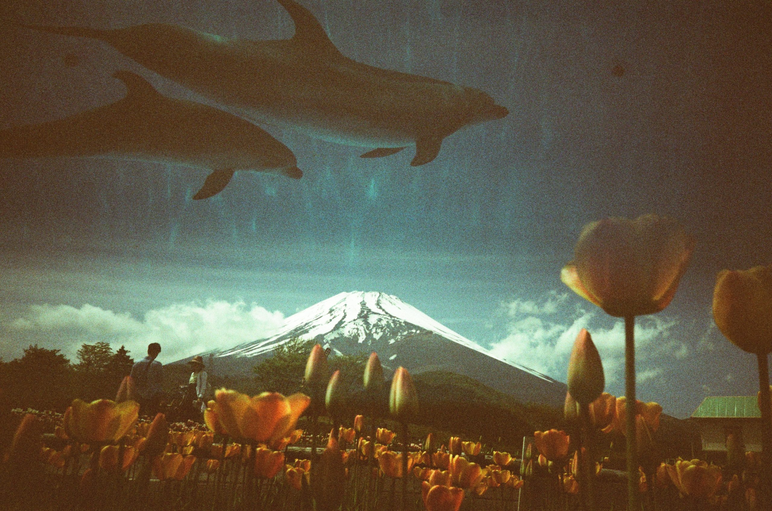 【ぐりんぱ】富士山天空の花畑とイルカ多重露光LOMO LC-Aで撮影1