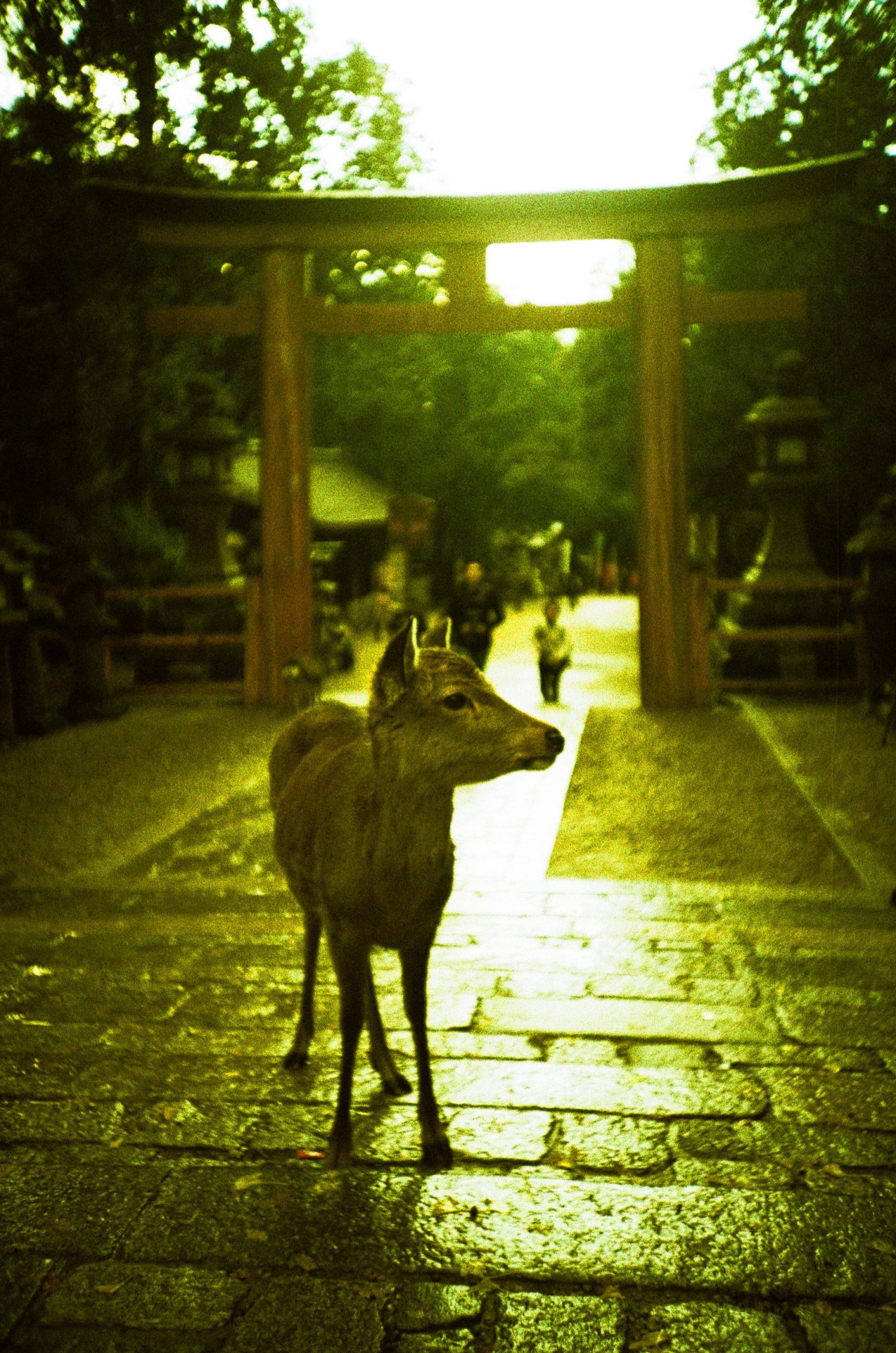【奈良公園】LOMO LC-Aでシカの撮影5